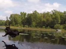 jumping, flying labrador