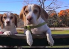 BEAGLES-PLAYING-WITH-LEAVES