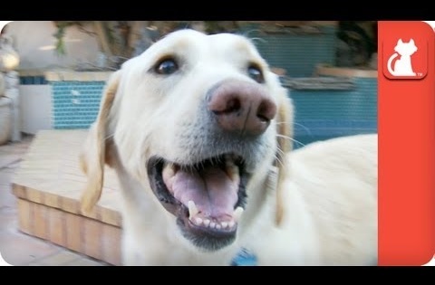 Blind Labrador Retriever Surrendered