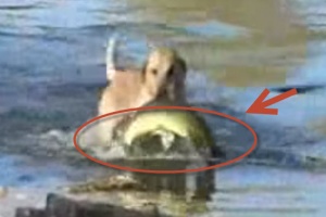 labrador-dog-fisherman