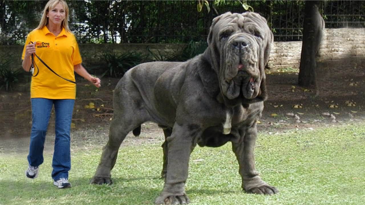 Biggest Dogs On Earth